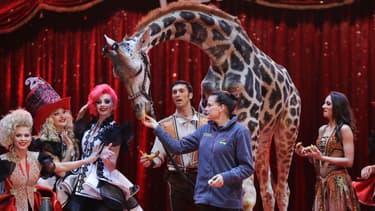 La princesse Stephanie de Monaco nourrit une girafe au cirque de Monte-Carlo, le 16 janvier 2017