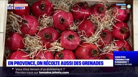 Bouches-du-Rhône: la récolte des grenades à Orgon