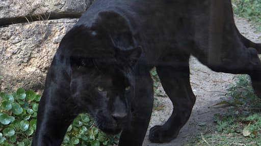 Le doute persiste autour de l'identification de l'animal aperçu sur les haueturs de Toulon. Il pourrait s'agir d'une ou plusieurs panthères noires.