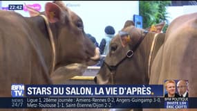 Les grands gagnant du Concours général agricole