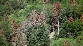 Des sapins mourant de soif dans les Vosges, le 12 juillet 2019