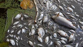 Des poissons morts sur les rives du fleuve Oder à Schwedt, en Allemagne, 12 août 2022
