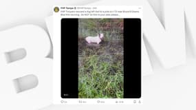 Un chien attaché à une barrière en Floride, le 9 octobre 2024