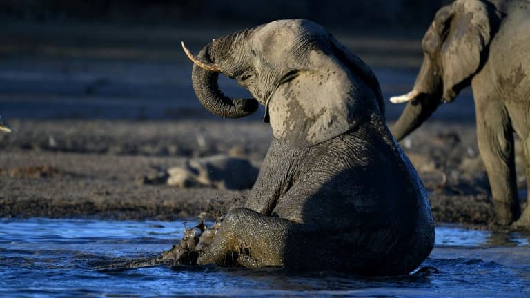 Un éléphant dans le delta de l'Okavango, au nord du Botswana, le 28 septembre 2019