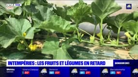 Forcalquier: les fruits et les légumes en retard à cause des intempéries 
