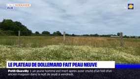 Le Havre: le plateau de Dollemard renaturalisé après des années d'abandon