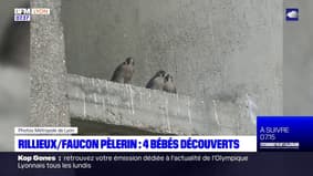 Rillieux-la-Pape: quatre bébés faucon pèlerin découverts