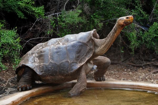Une tortue géante espagnole, en Equateur, en juin 2013. Une tortue géante espagnole, en Equateur, en juin 2013.