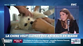 La chronique de Nina Godart : La Chine veut cloner des animaux en masse - 28/12