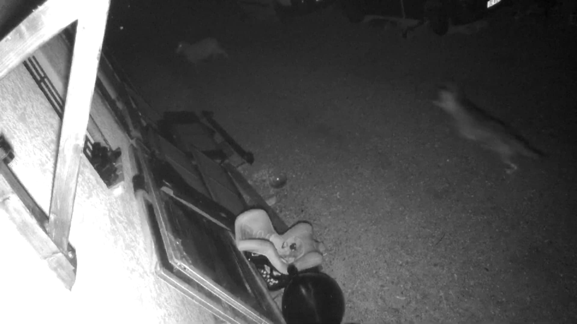 Des images de caméra de surveillance montrent la présence d'un loup dimanche 25 février sur une propriété du Luc-en-Provence.