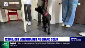 Paris: des soins vétérinaires pour les animaux de personnes précaires