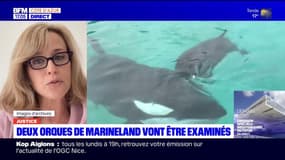 Antibes: une demande d'expertise vétérinaire sur deux orques du parc Marineland