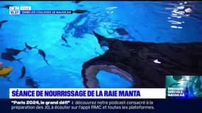 Découvrez les coulisses des cuisines de Nausicaa, le plus grand aquarium d'Europe