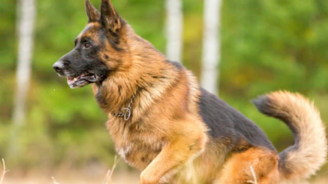La maison de retraite pour chiens va voir le jour à Marseille