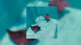 Deux bébés raies-aigles sont nés à Nausicaa