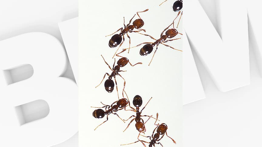 Mrówka ognista, inwazyjny owad niebezpieczny dla środowiska, zadomowiła się w Europie