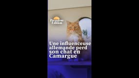 Une influenceuse allemande fait tout pour retrouver son chat perdu en Camargue