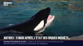 "Il faut que ces animaux s'en aillent": onze mois après la fermeture du parc Marineland d'Antibes, la situation des cétacés restants inquiète