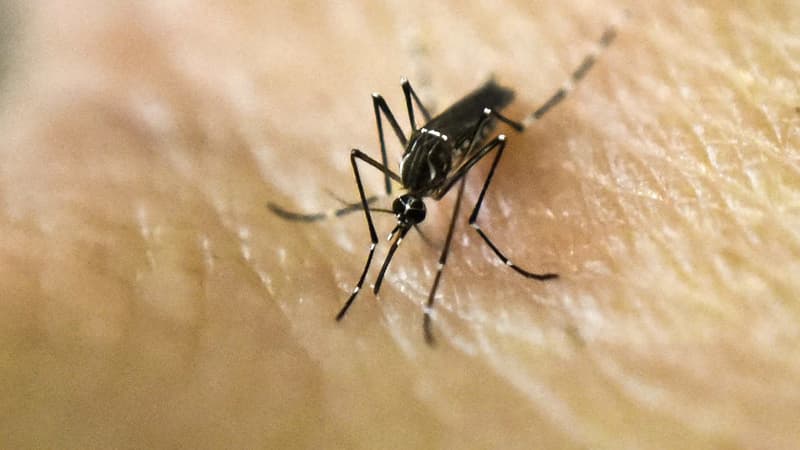 Le moustique-tigre est susceptible de transmettre le virus Zika.