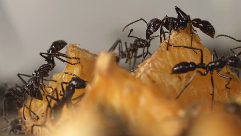 Des fourmis kamikazes.
