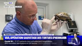 Var: opération de sauvetage pour la tortue d'Hermann, menacée d'extinction 