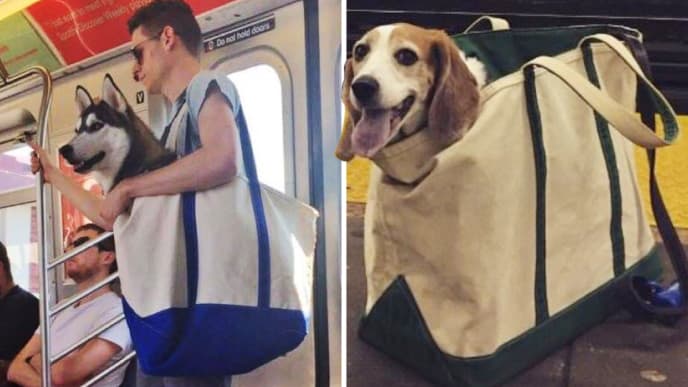 Dans le métro new-yorkais, les animaux ne voyagent pas en soute. mais en sac.