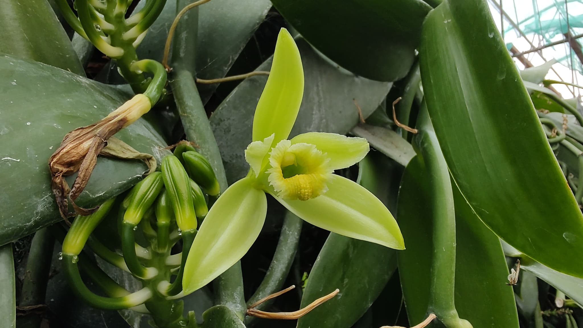 Un fleur ouverte sur une liane de vanillier, à la station expérimentale Terre d'Essais de Pleumeur-Gautier (Côtes-d'Armor), le 25 mars 2025.