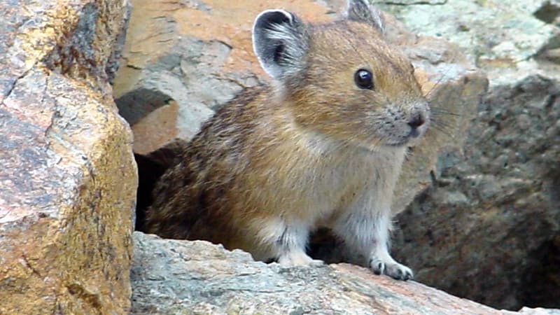 Le pika est un rongeur qui vit entre le Tibet, la Chine et la Mongolie. 