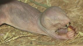 Rat-taupe nu en train de se nourrir.