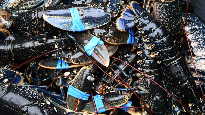 Des homards à Paimpol, dans les Côtes-d'Armor, en 2016 (photo d'illustration)