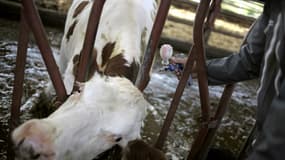 La France doit débuter ce week-end la vaccination de près de 285.000 bovins pour stopper la propagation de la dermatose nodulaire contagieuse (DNC) dans les Alpes