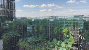 Le potager urbain du futur inventé par Peas&amp;Love. 