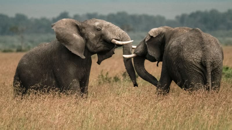 Des éléphants dans une réserve, au Kenya. (photo d'illustration)
