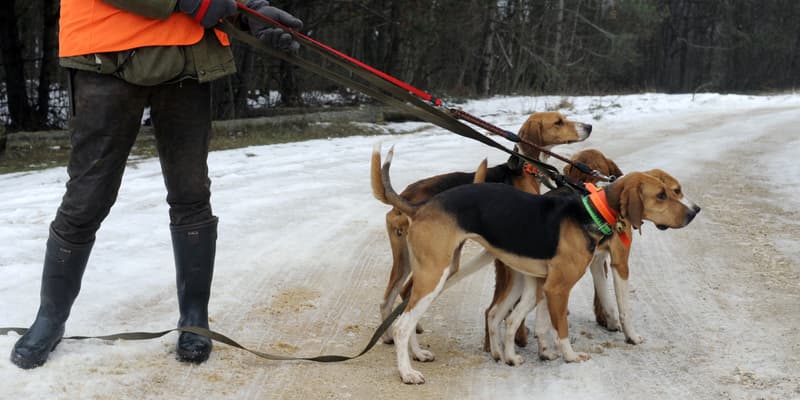 Des chiens de chasse lors d'une battue aux sangliers, à Besançon en 2010