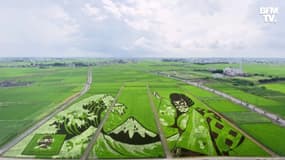 Au Japon, des rizières sont transformées en œuvres d’art
