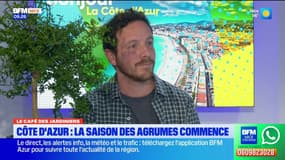 Le café des jardiniers : la saison des agrumes commence sur la Côte d'Azur