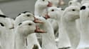 L'Etat doit "agir au plus près et au plus vite" autour des foyers de contamination à la grippe aviaire pour endiguer la maladie qui fait rage dans le sud-ouest de la France