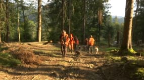 Battue organisée en Alsace pour réguler la population de sangliers.