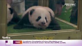 Zoo de Beauval : les bébés pandas ont été baptisés Yuandudu et Huanlili