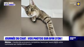 Journée  du chat: vos photos sur BFM Lyon !: