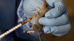 Des chercheurs de Marseille et Montpellier ont permis à des souris amnésiques de retrouver la mémoire grâce à une greffe de cellules souches humaines, expérience qui pourrait ouvrir la voie à des essais cliniques sur des patients humains. /Photo d'archive