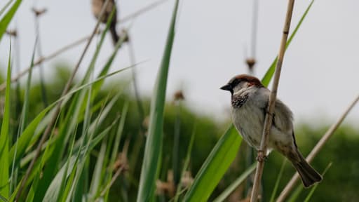 Les oiseaux victimes des chauffards de la route.