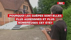 Pourquoi les guêpes sont-elles plus agressives et plus nombreuses cet été?