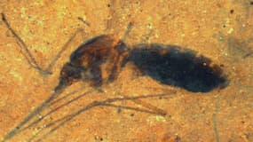 C'est la première fois que des chercheurs trouvent un insecte si ancien contenant du sang.