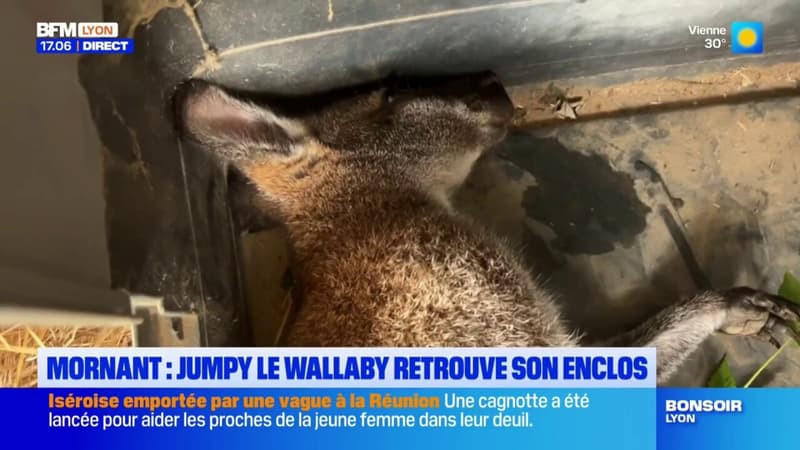 Mornant: après sa disparition, le wallaby Jumpy a retrouvé son enclos