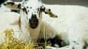 Un petit mouton