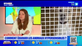 Le Café des Animaux: comment éduquer les animaux hypersensibles?
