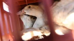 Un Américain décédé des suites d'une contamination à la grippe aviaire possédait des oiseaux domestiques. (Illustration)