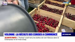 Alpes-de-Haute-Provence: la récolte des cerises a commencé à Volonne