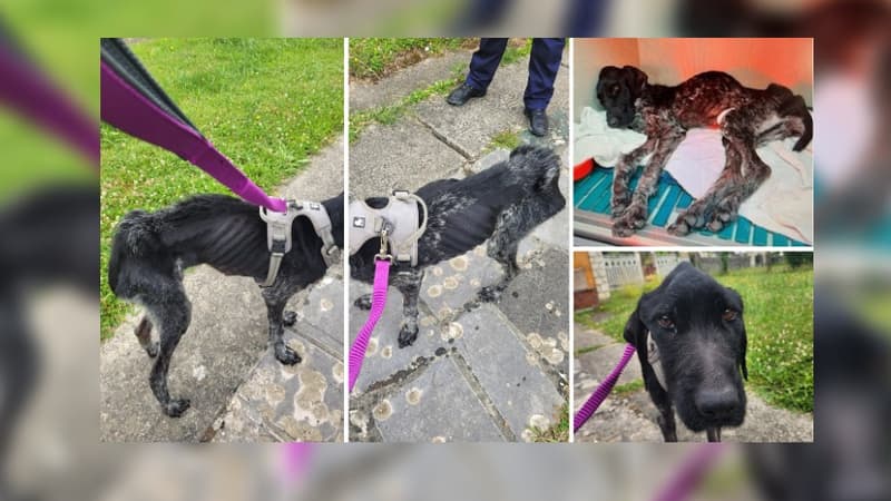 L'association Stéphane Lamart a porté plainte contre le propriétaire d'un chien à Guigneville-sur-Essonne.